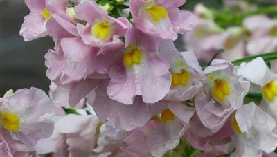 Nemesia Peaches n Cream - credit: Bransford Webbs